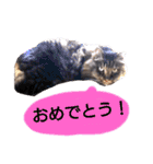 猫にゃっちょ。カジュアルで短い言葉。（個別スタンプ：13）
