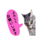 猫にゃっちょ。カジュアルで短い言葉。（個別スタンプ：14）