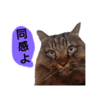 猫にゃっちょ。カジュアルで短い言葉。（個別スタンプ：15）