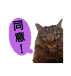 猫にゃっちょ。カジュアルで短い言葉。（個別スタンプ：16）