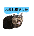 猫にゃっちょ。カジュアルで短い言葉。（個別スタンプ：17）