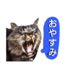 猫にゃっちょ。カジュアルで短い言葉。（個別スタンプ：18）