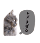 猫にゃっちょ。カジュアルで短い言葉。（個別スタンプ：19）