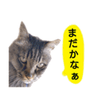 猫にゃっちょ。カジュアルで短い言葉。（個別スタンプ：20）