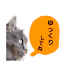猫にゃっちょ。カジュアルで短い言葉。（個別スタンプ：21）