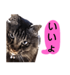 猫にゃっちょ。カジュアルで短い言葉。（個別スタンプ：22）