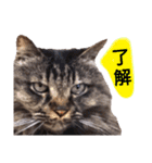 猫にゃっちょ。カジュアルで短い言葉。（個別スタンプ：23）
