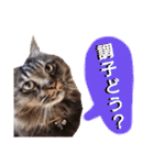 猫にゃっちょ。カジュアルで短い言葉。（個別スタンプ：24）
