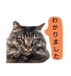 猫にゃっちょ。カジュアルで短い言葉。（個別スタンプ：25）