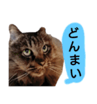 猫にゃっちょ。カジュアルで短い言葉。（個別スタンプ：26）