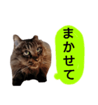 猫にゃっちょ。カジュアルで短い言葉。（個別スタンプ：27）