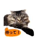 猫にゃっちょ。カジュアルで短い言葉。（個別スタンプ：28）