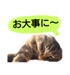猫にゃっちょ。カジュアルで短い言葉。（個別スタンプ：29）