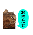 猫にゃっちょ。カジュアルで短い言葉。（個別スタンプ：30）
