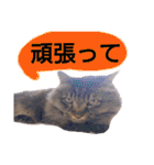 猫にゃっちょ。カジュアルで短い言葉。（個別スタンプ：31）