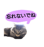 猫にゃっちょ。カジュアルで短い言葉。（個別スタンプ：32）