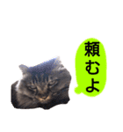 猫にゃっちょ。カジュアルで短い言葉。（個別スタンプ：33）