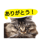 猫にゃっちょ。カジュアルで短い言葉。（個別スタンプ：34）