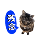 猫にゃっちょ。カジュアルで短い言葉。（個別スタンプ：35）