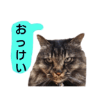 猫にゃっちょ。カジュアルで短い言葉。（個別スタンプ：36）