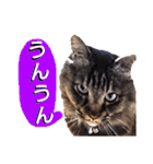 猫にゃっちょ。カジュアルで短い言葉。（個別スタンプ：37）