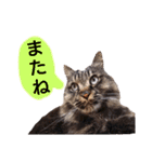 猫にゃっちょ。カジュアルで短い言葉。（個別スタンプ：38）