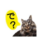 猫にゃっちょ。カジュアルで短い言葉。（個別スタンプ：39）