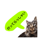 猫にゃっちょ。カジュアルで短い言葉。（個別スタンプ：40）