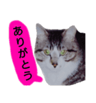 猫もんじろう（個別スタンプ：1）