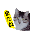 猫もんじろう（個別スタンプ：2）