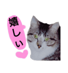 猫もんじろう（個別スタンプ：3）