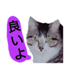 猫もんじろう（個別スタンプ：4）
