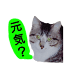 猫もんじろう（個別スタンプ：5）