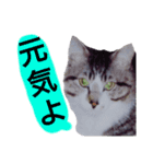 猫もんじろう（個別スタンプ：6）