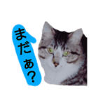 猫もんじろう（個別スタンプ：7）
