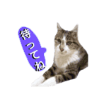 猫もんじろう（個別スタンプ：8）