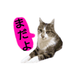 猫もんじろう（個別スタンプ：9）