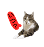 猫もんじろう（個別スタンプ：10）