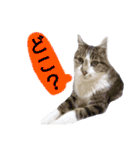 猫もんじろう（個別スタンプ：11）