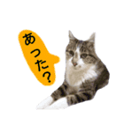 猫もんじろう（個別スタンプ：12）