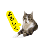 猫もんじろう（個別スタンプ：13）