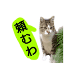 猫もんじろう（個別スタンプ：14）