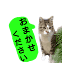 猫もんじろう（個別スタンプ：15）