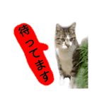 猫もんじろう（個別スタンプ：16）