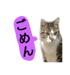 猫もんじろう（個別スタンプ：17）