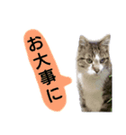 猫もんじろう（個別スタンプ：18）