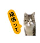 猫もんじろう（個別スタンプ：19）