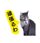 猫もんじろう（個別スタンプ：20）