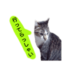猫もんじろう（個別スタンプ：21）