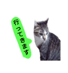 猫もんじろう（個別スタンプ：22）
